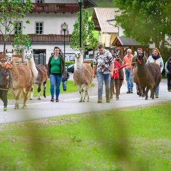 Tauernlamas Dorfrunde