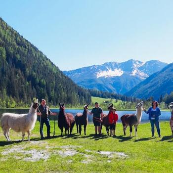 Tauernlamas beim Stappitzersee