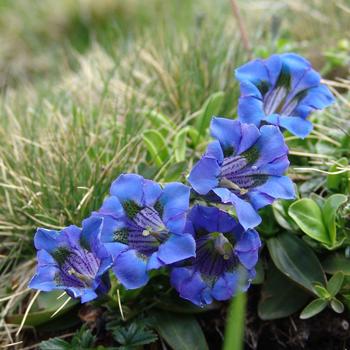 Blumenwanderung