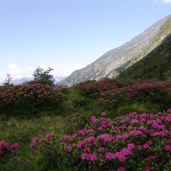 Blumenwanderung