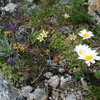 Blumenwanderung
