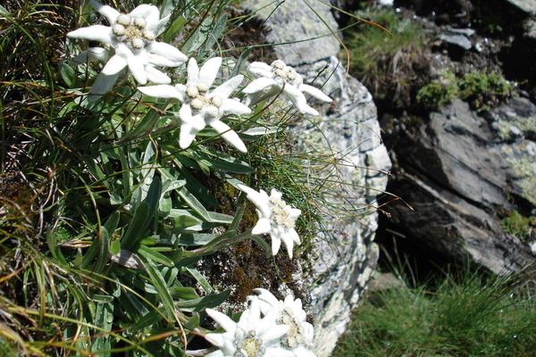 Blumenwanderung