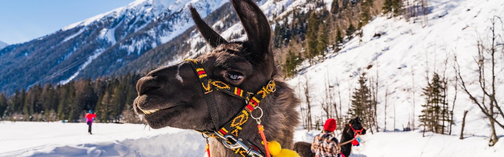 Lamawanderungen mit den Tauernlamas im Winter